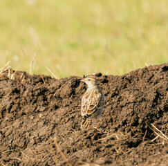 lark on a ground