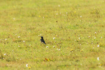 northern wheatear on a ground