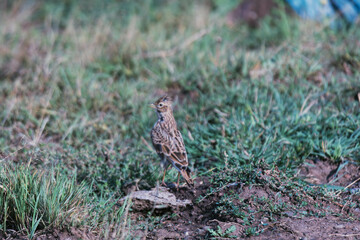 lark on a ground