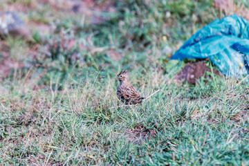 pheasant in the field