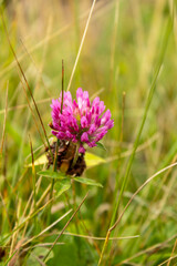 pink flower in the field