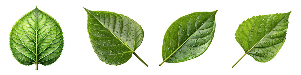 Obraz premium Lush green leaf veins isolated on a transparent background.