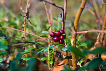 Vaccinium vitis-idaea Koralle in garden