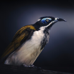 The blue-faced honeyeater, also colloquially known as the Bananabird, is a passerine bird of the honeyeater family, Meliphagidae