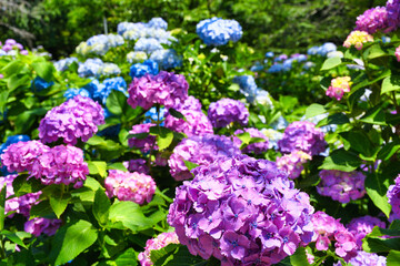 本土寺　美しい紫陽花（あじさい,アジサイ）コピースペースあり　背景素材　（日本千葉県松戸市）　Hondo-ji Temple （Hondoji Temple)　Beautiful hydrangea, background material, copy space available (Matsudo City, Chiba Prefecture, Japan)