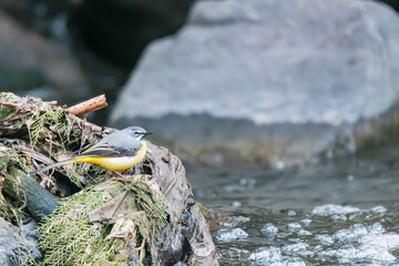 grey wagtail on a rock in water
