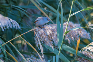 bearded tit on reed