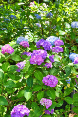 本土寺　美しい紫陽花（あじさい,アジサイ）コピースペースあり　背景素材　（日本千葉県松戸市）　Hondo-ji Temple （Hondoji Temple)　Beautiful hydrangea, background material, copy space available (Matsudo City, Chiba Prefecture, Japan)