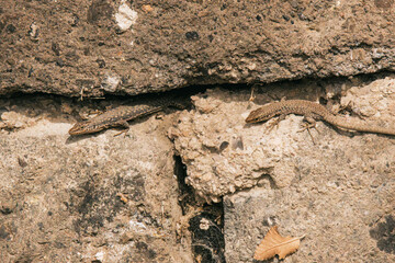 lizard on the stone wall