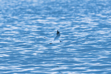 black-headed gull in flight