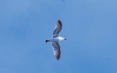 gull in flight