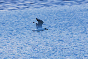 gull in flight