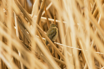warbler on a reed