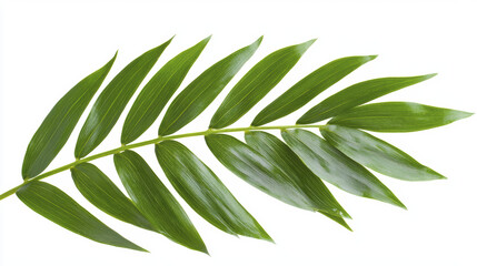 Fototapeta premium Fresh green leaf with elongated shape and smooth texture, ideal for nature themes