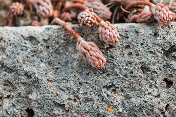 succulent on the ground