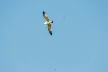 gull in flight