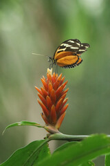 Mariposa en flor ex&oacute;tica 