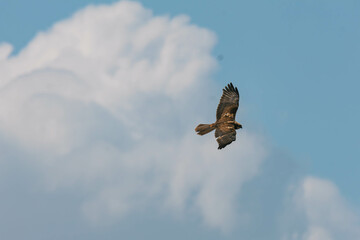 eurasian marsh harrier in flight