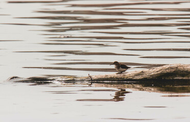 common sandpiper on a rock in the water