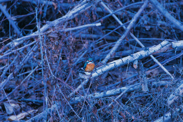 kingfisher on a branch