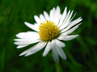 Obraz premium makro fotografie eines gänseblümchen