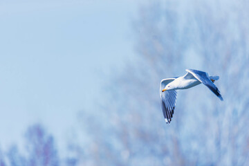 armenian gull flying in the sky