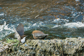 white-throated dipper on a rock in the water