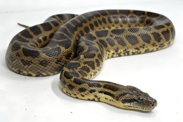 Fototapeta premium anaconda with white background