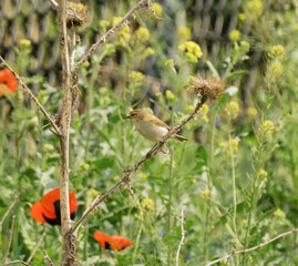 leaf warbler in a field