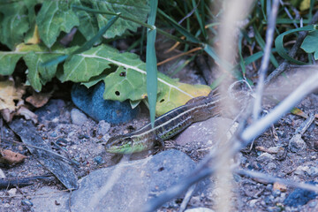 lizard on a ground
