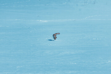 fox jump in a snow