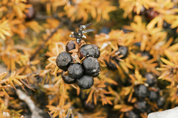 berries of juniper plant