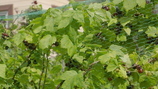 Protect net stretched over a bush of fruit crops to protect cassis blackcurrant berries from birds. Preservation of a harvest rich in vitamin C. Fresh food ecological garden, Summer season