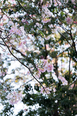 Pink Trumpet or Rosy Trumpet or Pink Tacoma tree, Tabebuia rosea, cheerful blooming against clear sky.