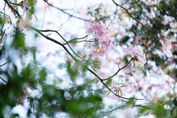 Pink Trumpet or Rosy Trumpet or Pink Tacoma tree, Tabebuia rosea, cheerful blooming against clear sky.