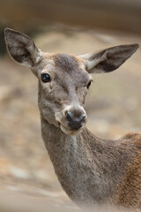 Fototapeta premium beautiful portrait of a female deer in the natural park