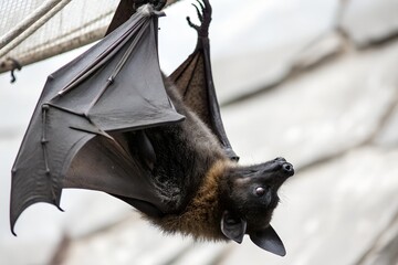 bat with white background