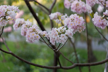 Pink Trumpet or Rosy Trumpet or Pink Tacoma tree, Tabebuia rosea, cheerful blooming in park.