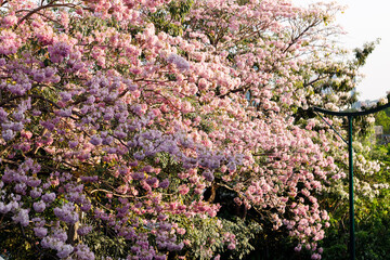 Pink Trumpet or Rosy Trumpet or Pink Tacoma tree, Tabebuia rosea, cheerful blooming in city.