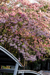 Pink Trumpet or Rosy Trumpet or Pink Tacoma tree, Tabebuia rosea, cheerful blooming in city.
