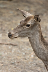 Close-up Profile of a Deer in Natural Setting
