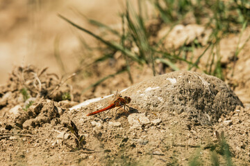 red dragonfly on a rock