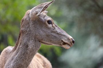 Close-up portrait of a deer in a forest.