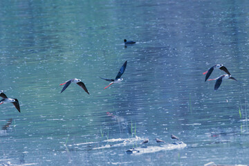 black-winged stilts in flight