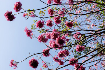 Pink Trumpet or Rosy Trumpet or Pink Tacoma tree, Tabebuia rosea, cheerful blooming against blue sky.