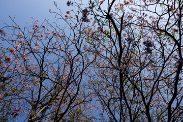 Pink Trumpet or Rosy Trumpet or Pink Tacoma tree, Tabebuia rosea, cheerful blooming against blue sky.