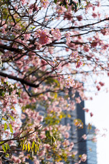 Pink Trumpet or Rosy Trumpet or Pink Tacoma tree, Tabebuia rosea, cheerful blooming in city.