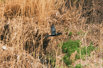 Obraz premium pygmy cormorant flying