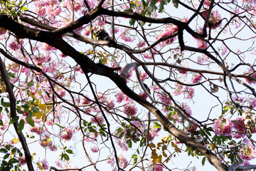 Pink Trumpet or Rosy Trumpet or Pink Tacoma tree, Tabebuia rosea, cheerful blooming against clear sky.