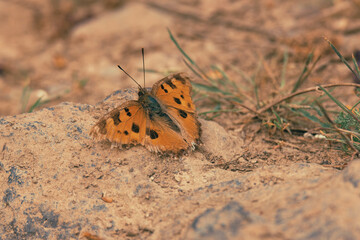 butterfly on the ground